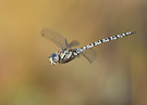 Aeshna subarctica
